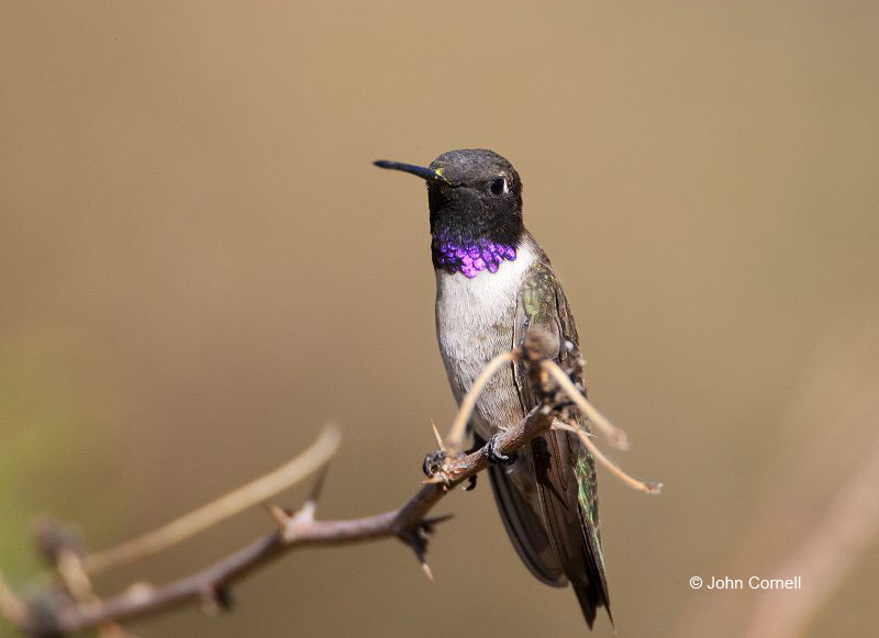 Black-chinned Hummingbird;Hummingbird;Archilochus alexandri;One;one animal;avifauna;bird;birds;feather;feathered;outdoors;outside;untamed;wild;color;color photograph;daytime;close up;color image;photography;animals in the wild;feathers;wilderness;perch;perching;watching;watchful
